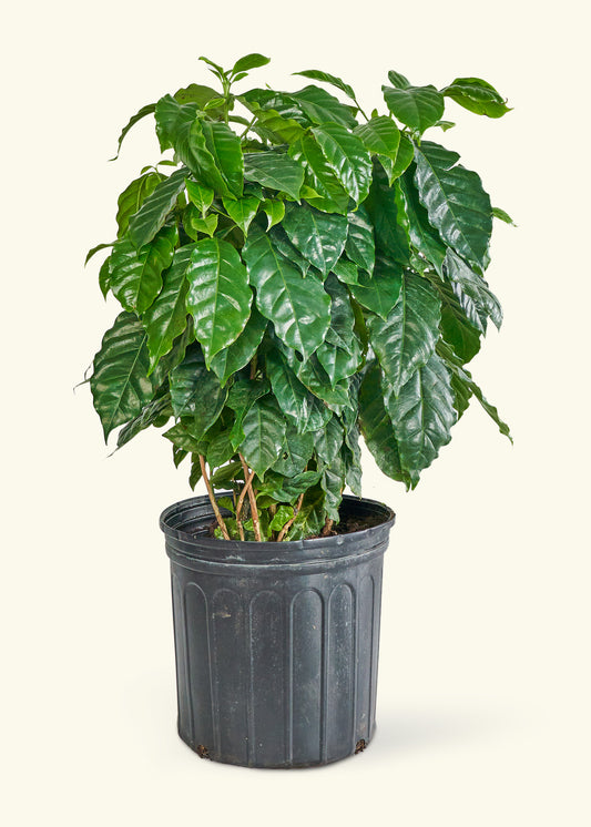 Coffee Plant in a 10 inches grow pot