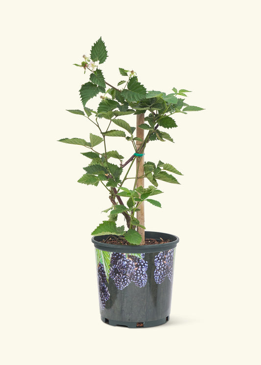 Blackberry Bush, Large in a grow pot
