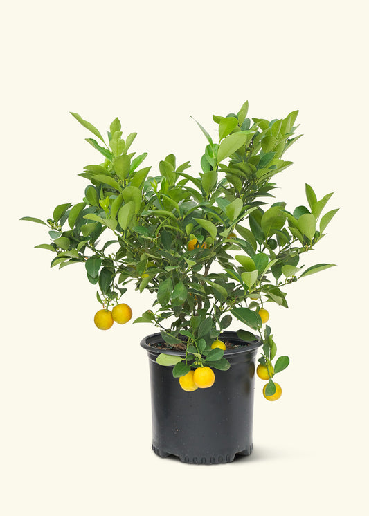 Calamansi Bush, Large in a grow pot