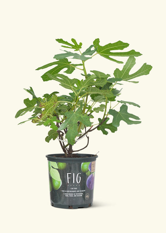 Fig Tree, Large in a grow pot