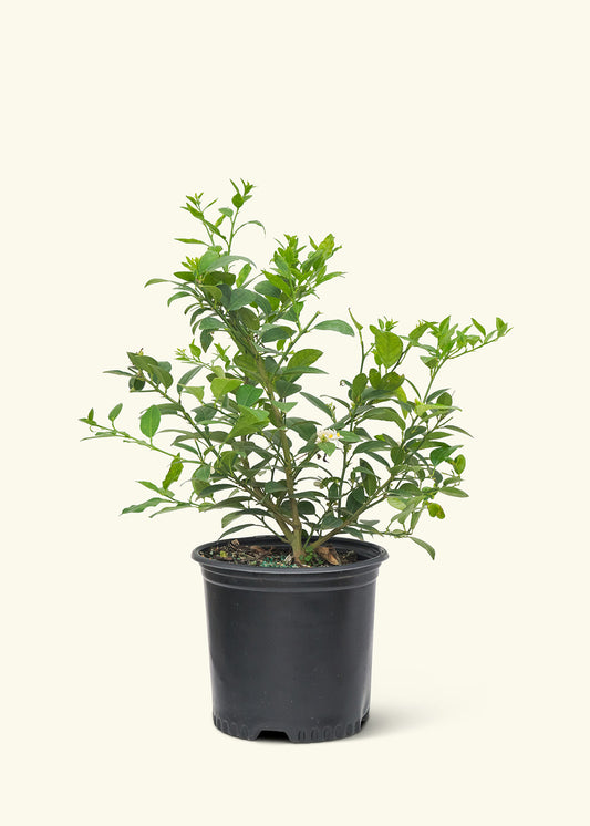 Key Lime Tree, Large in a grow pot