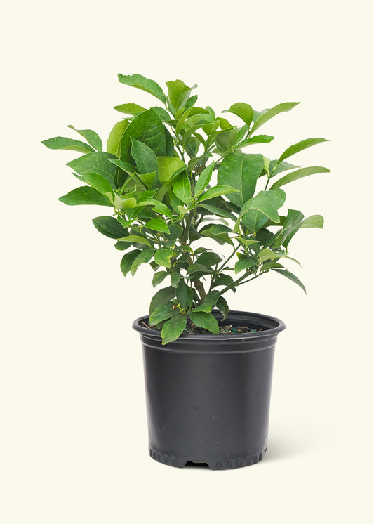 Meyer Lemon Tree in a grow pot