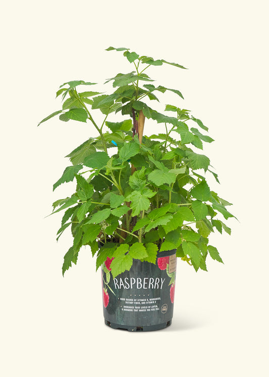 Raspberry Bush, Large in a grow pot
