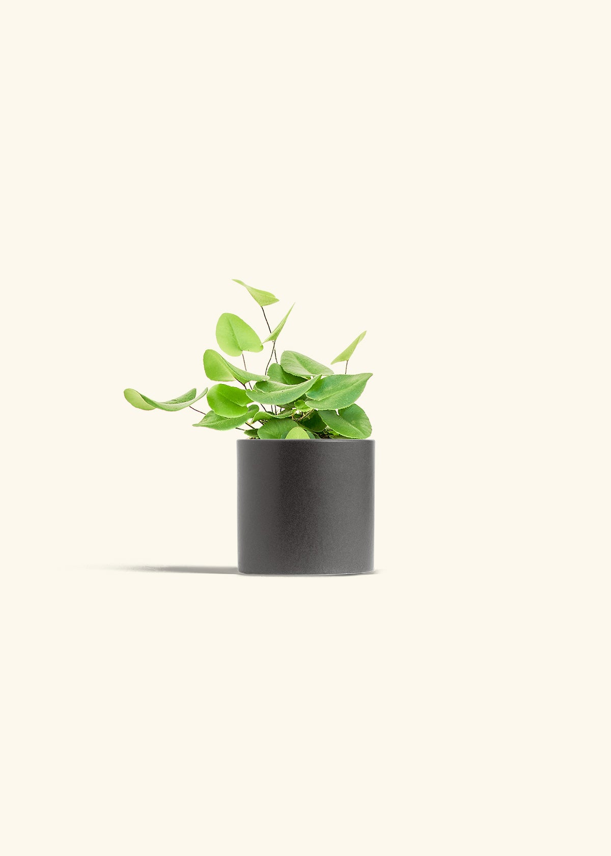 Heart Leaf Fern in a 4 inches Charcoal Classic Cylinder Planter