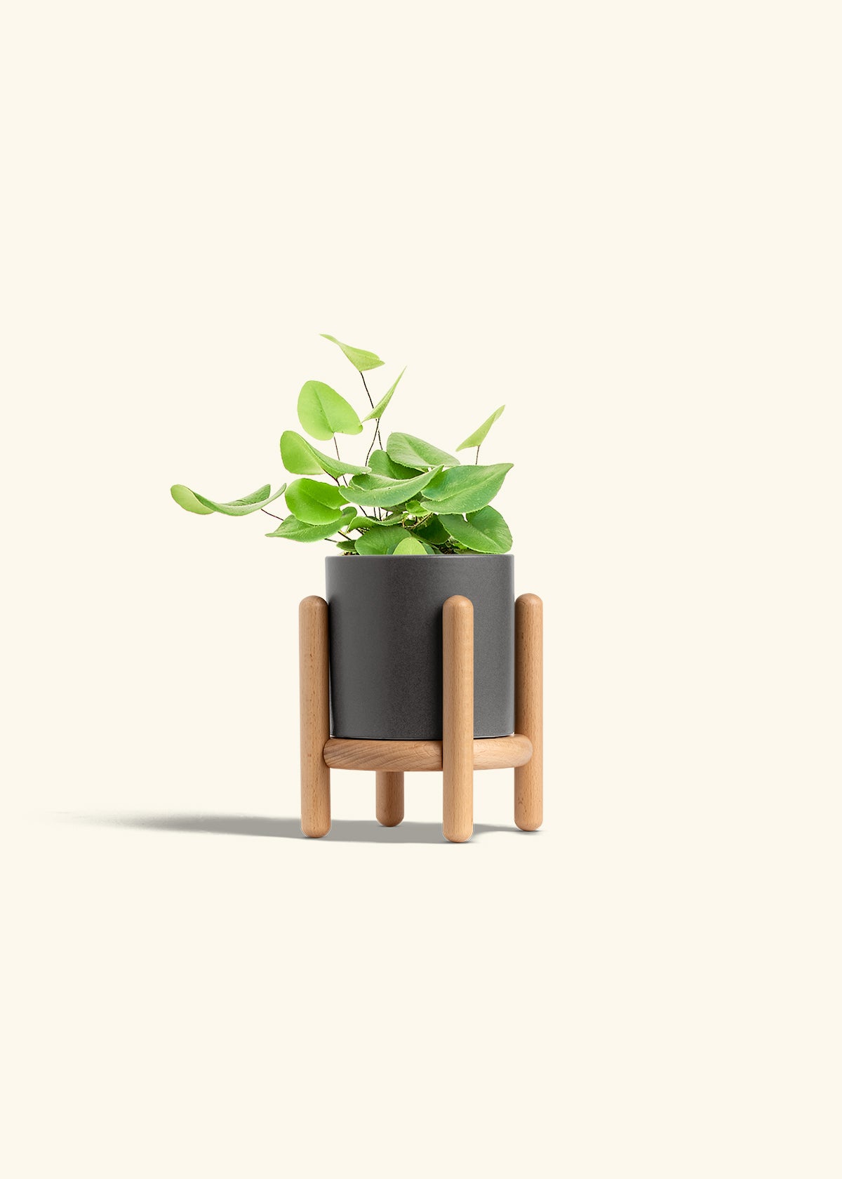 Heart Leaf Fern in a 4 inches Oat Classic Cylinder Planter