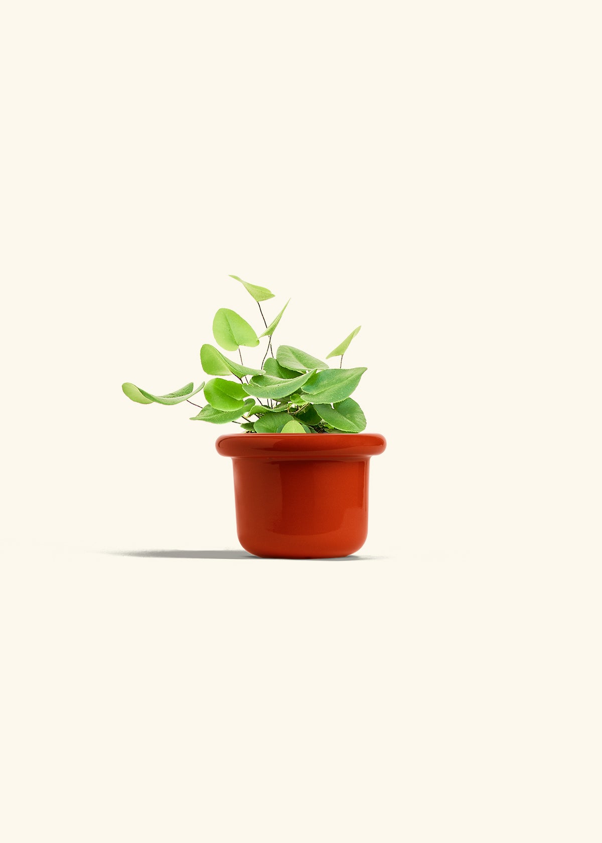 Heart Leaf Fern in a 4 inches Fat Lip Red Planter