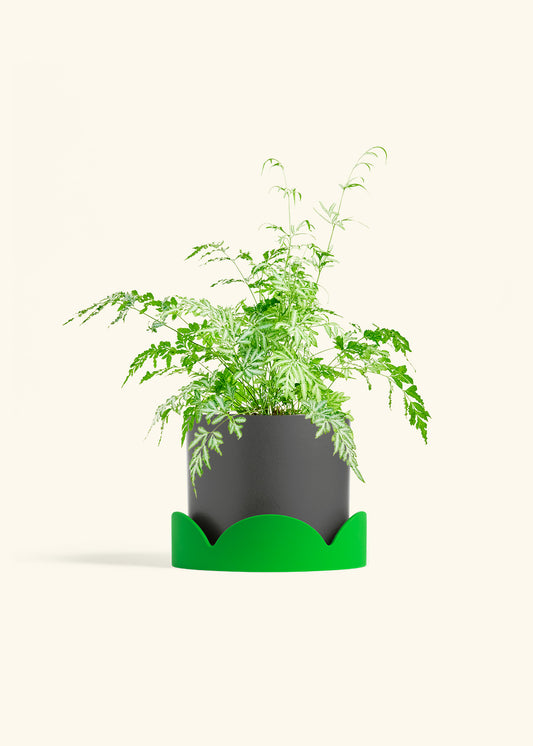 Classic Planter Tray Combo, Charcoal