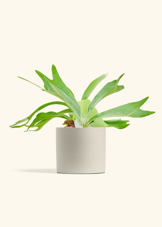 Classic Planter, Oat