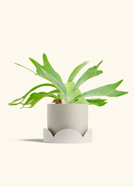 Classic Planter Tray Combo, Oat