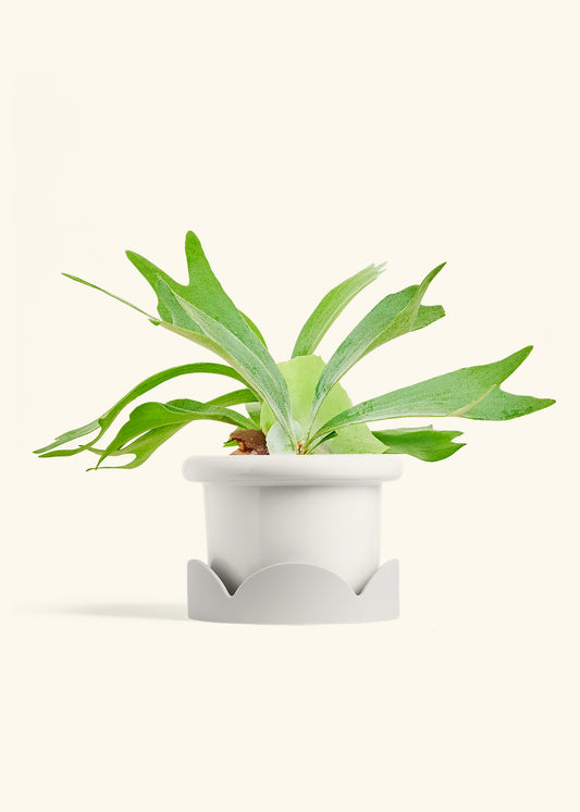 Fat Lip Planter Tray Combo, Polar White