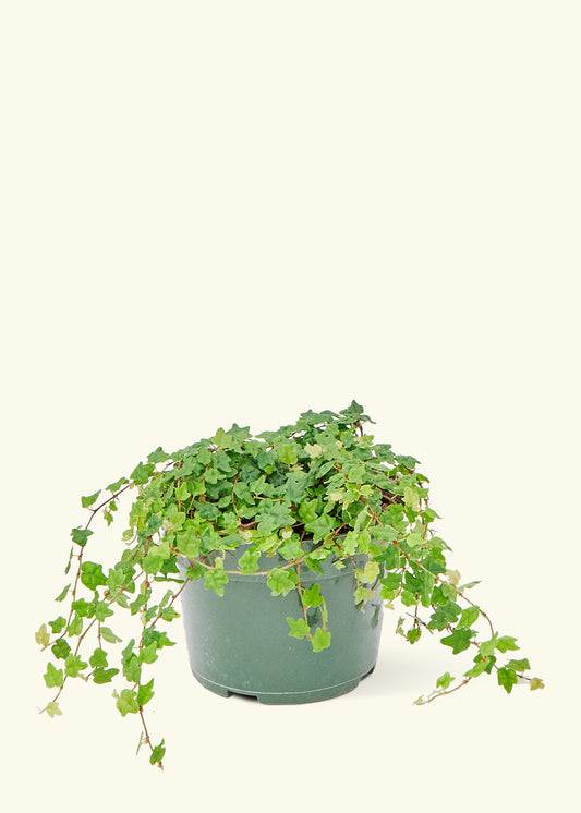 Mini Oakleaf Creeping Fig in a 4 inches grow pot