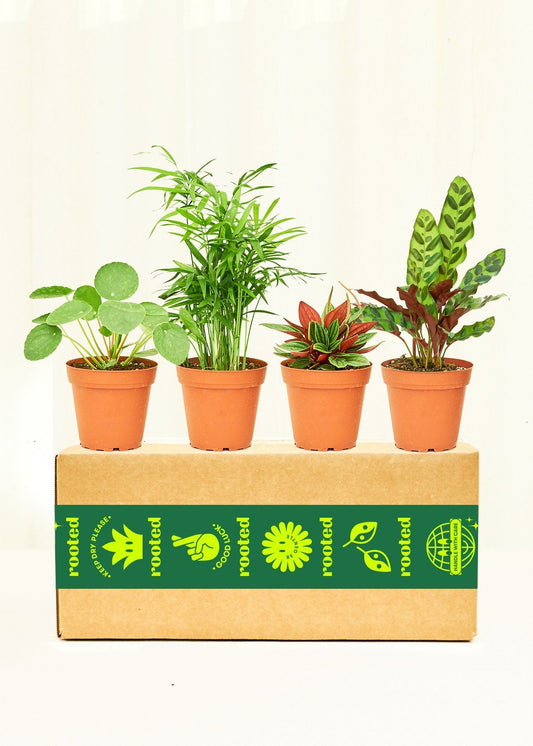 Furry Friends Box Bundle Rooted Low and Medium 