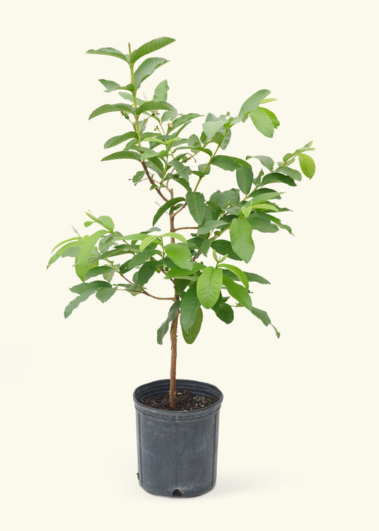 Guava Tree in a 10 inches grow pot