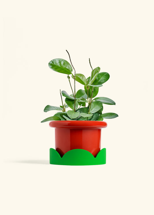 Fat Lip Planter Tray Combo, Poppy