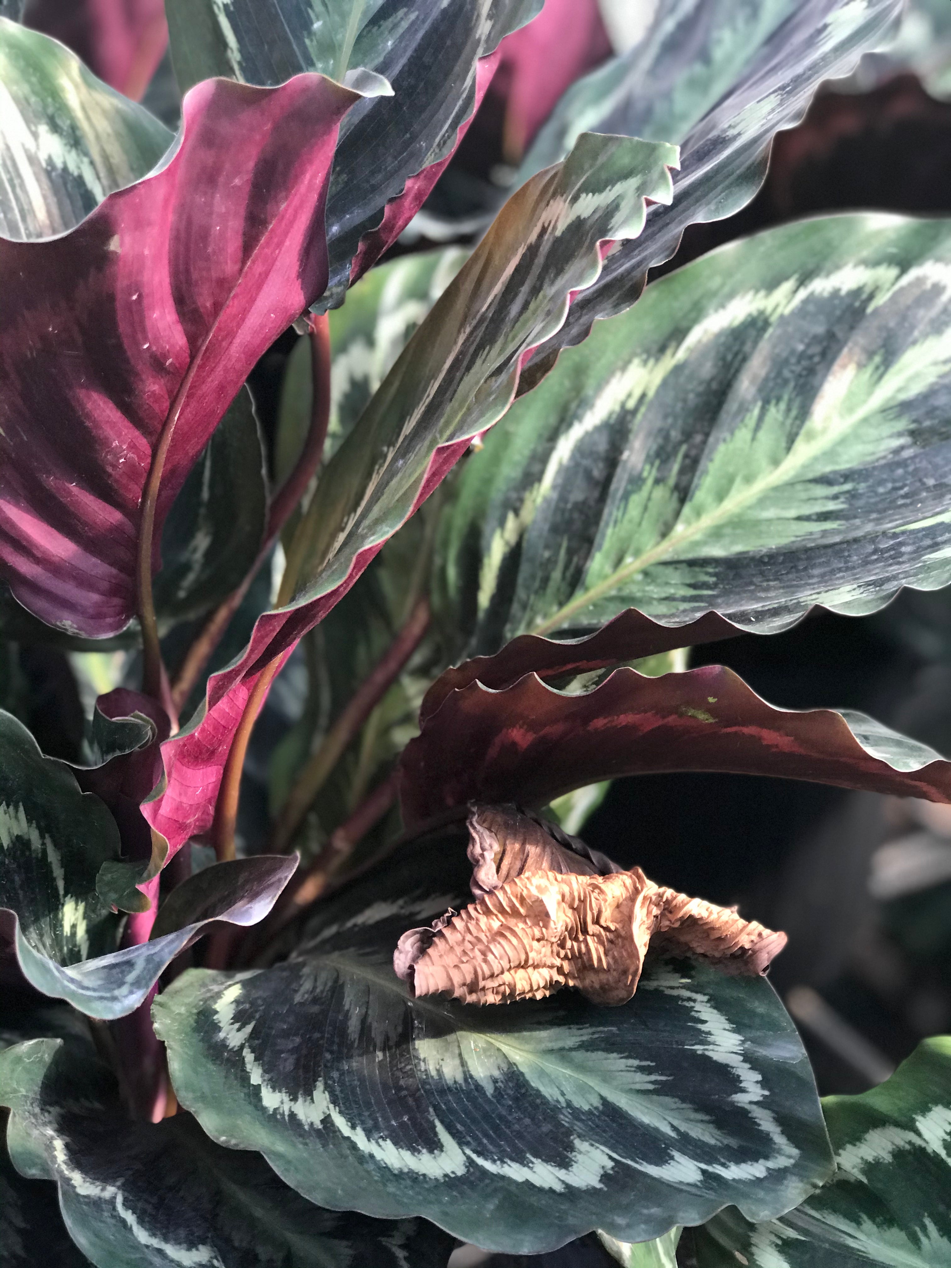 Calathea medallion with a crispy, brown leaf