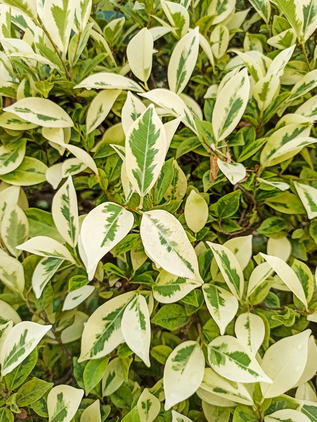 Ficus benjamina