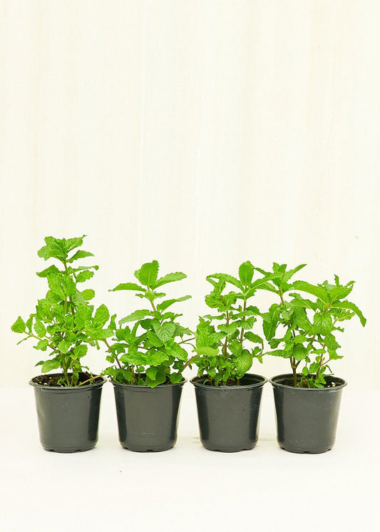 Mint 4 pack Plant Rooted 