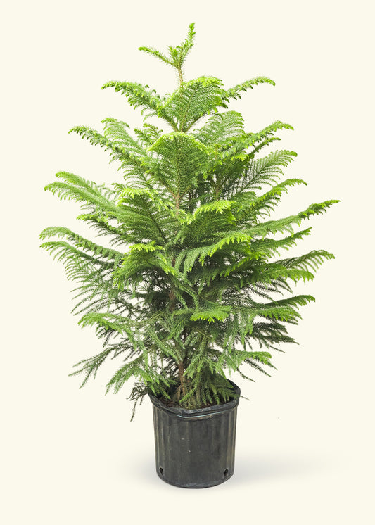 Norfolk Pine in a 10 inches grow pot