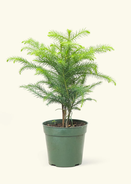 Norfolk Pine in a 4 inches grow pot