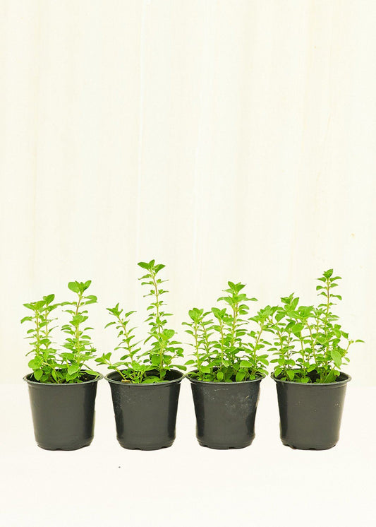 Oregano 4 pack Plant Rooted 
