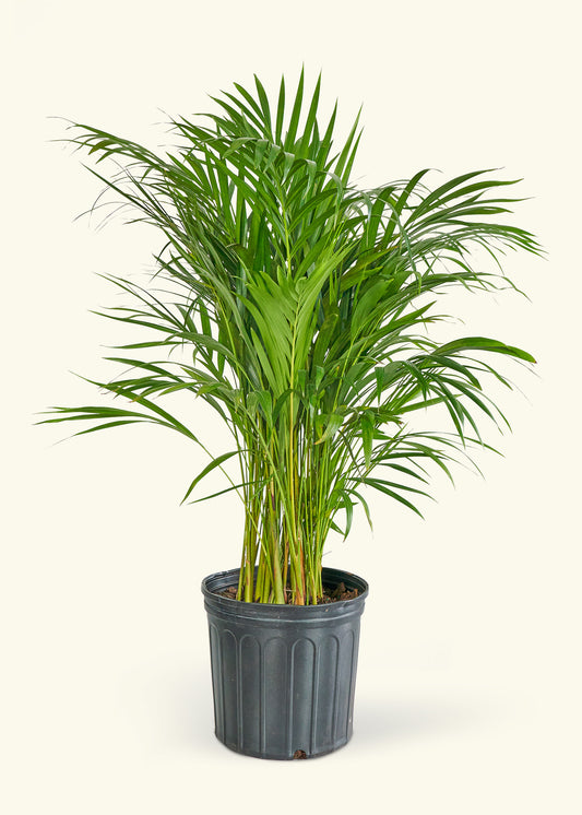 Bamboo Palm in a 10 inches grow pot