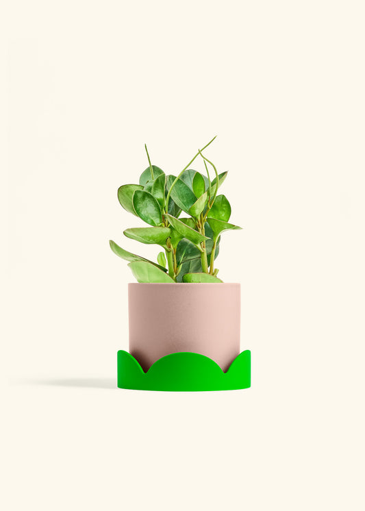 Classic Planter Tray Combo, Rose Pink