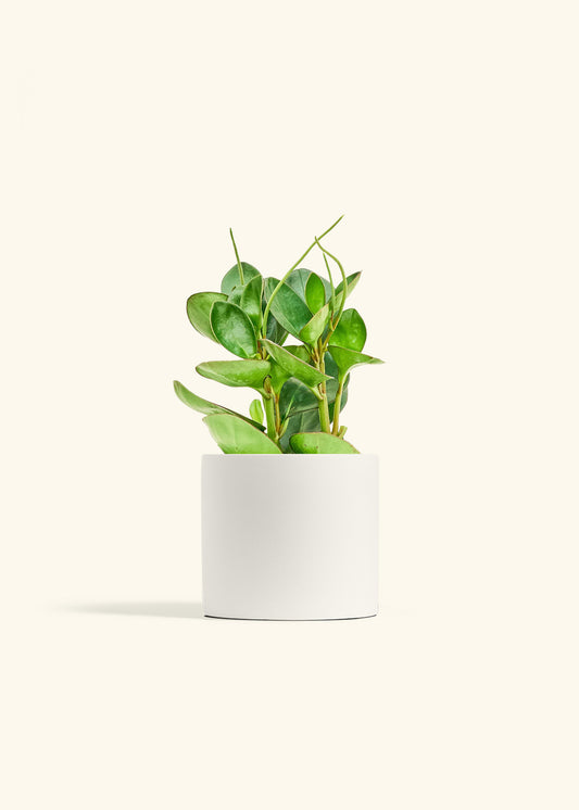 Classic Planter, Polar White
