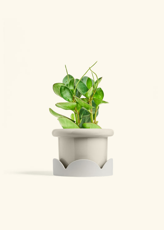 Fat Lip Planter Tray Combo, Oat