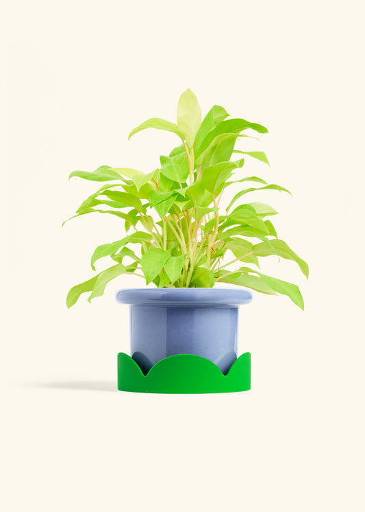 Fat Lip Planter Tray Combo, Cornflower