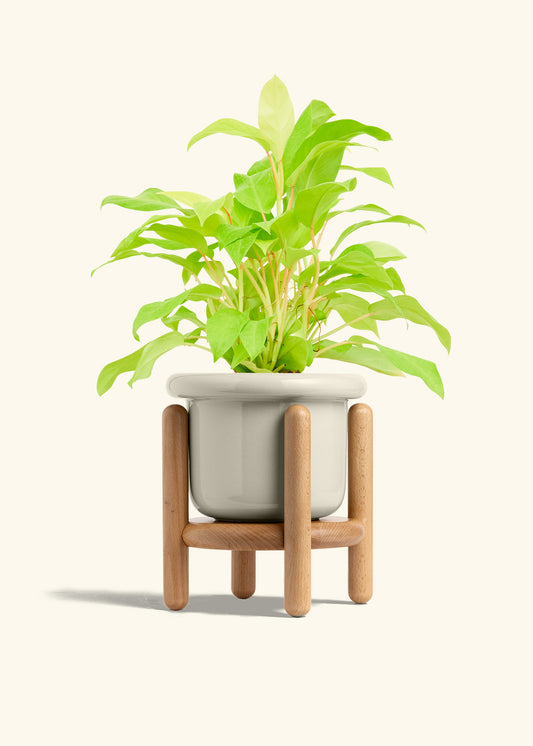 Fat Lip Planter Stand Combo, Oat