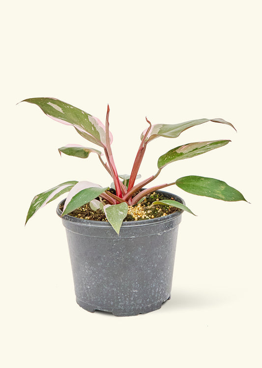 Philodendron Pink Princess in a 6 inches grow pot