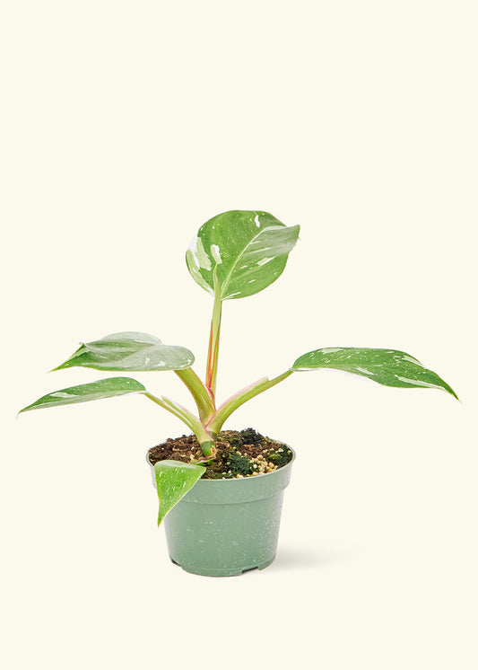 Philodendron White Princess in a 4 inches grow pot