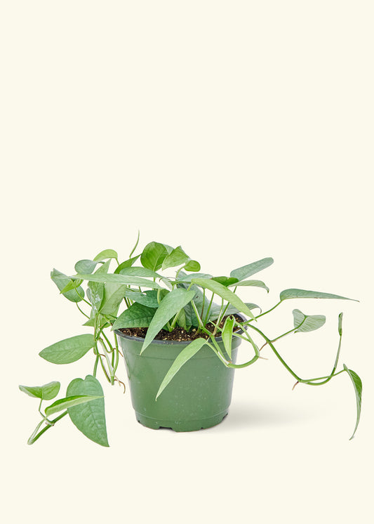 Cebu Blue Pothos in a 6 inches grow pot