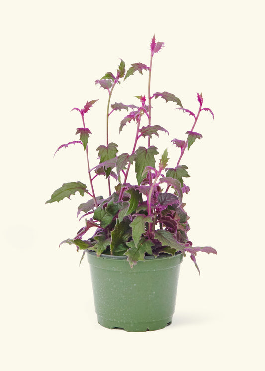 Purple Passion Plant in a 6  inches grow pot