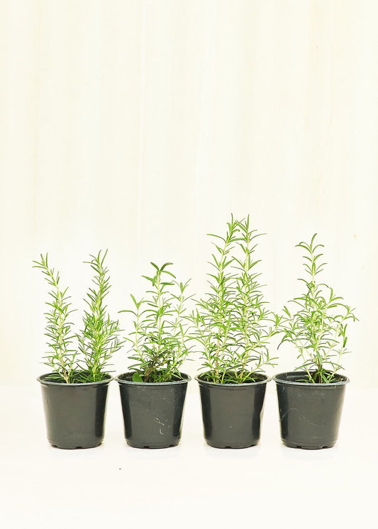 Rosemary 4 pack Plant Rooted 