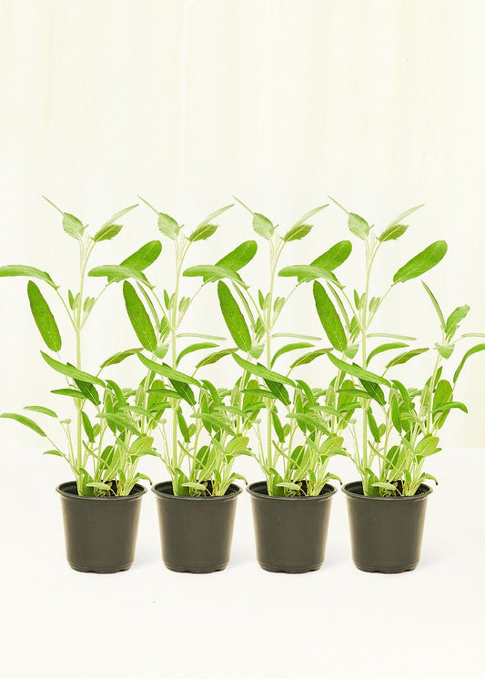 Sage 4 pack Plant Rooted 