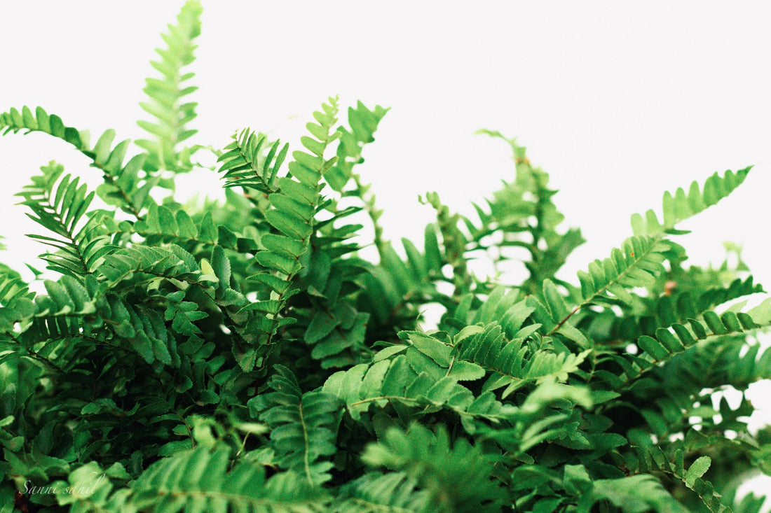 Boston fern on a white background.