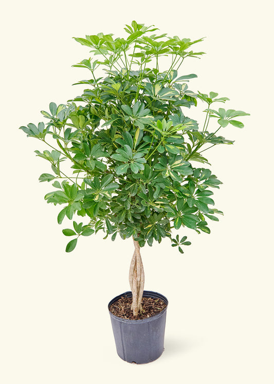Hawaiian Dwarf Umbrella Tree in a 10 inches grow pot