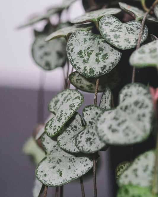 Close up photo of string of hearts leaves.