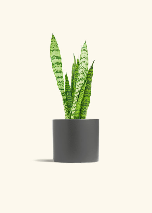 Classic Planter, Charcoal