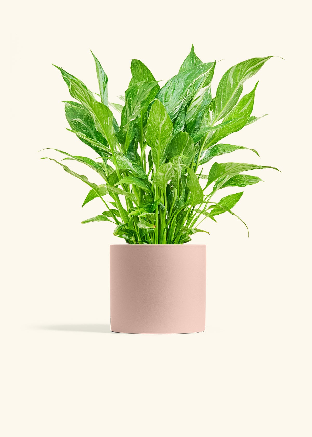 Classic Planter, Rose Pink