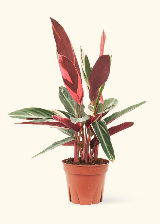 Stromanthe Triostar in a 8 inches grow pot