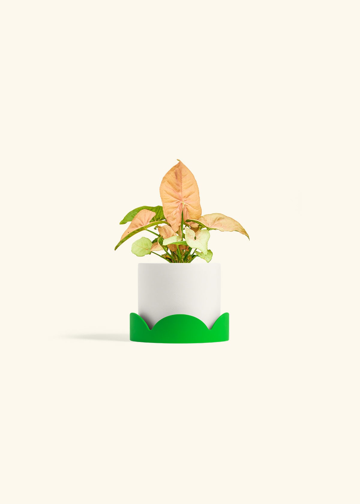 Pink Arrowhead in a 4 inches White Classic Cylinder Planter in a Shamrock Petal Drip Tray