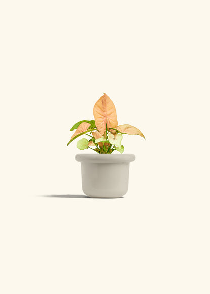 Pink Arrowhead in a 4 inches Fat Lip Oat Planter 