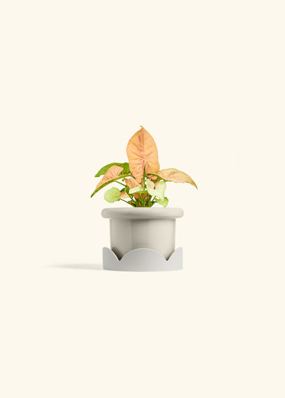 Pink Arrowhead in a 4 inches Fat Lip Oat Planter in a Oat Petal Drip Tray
