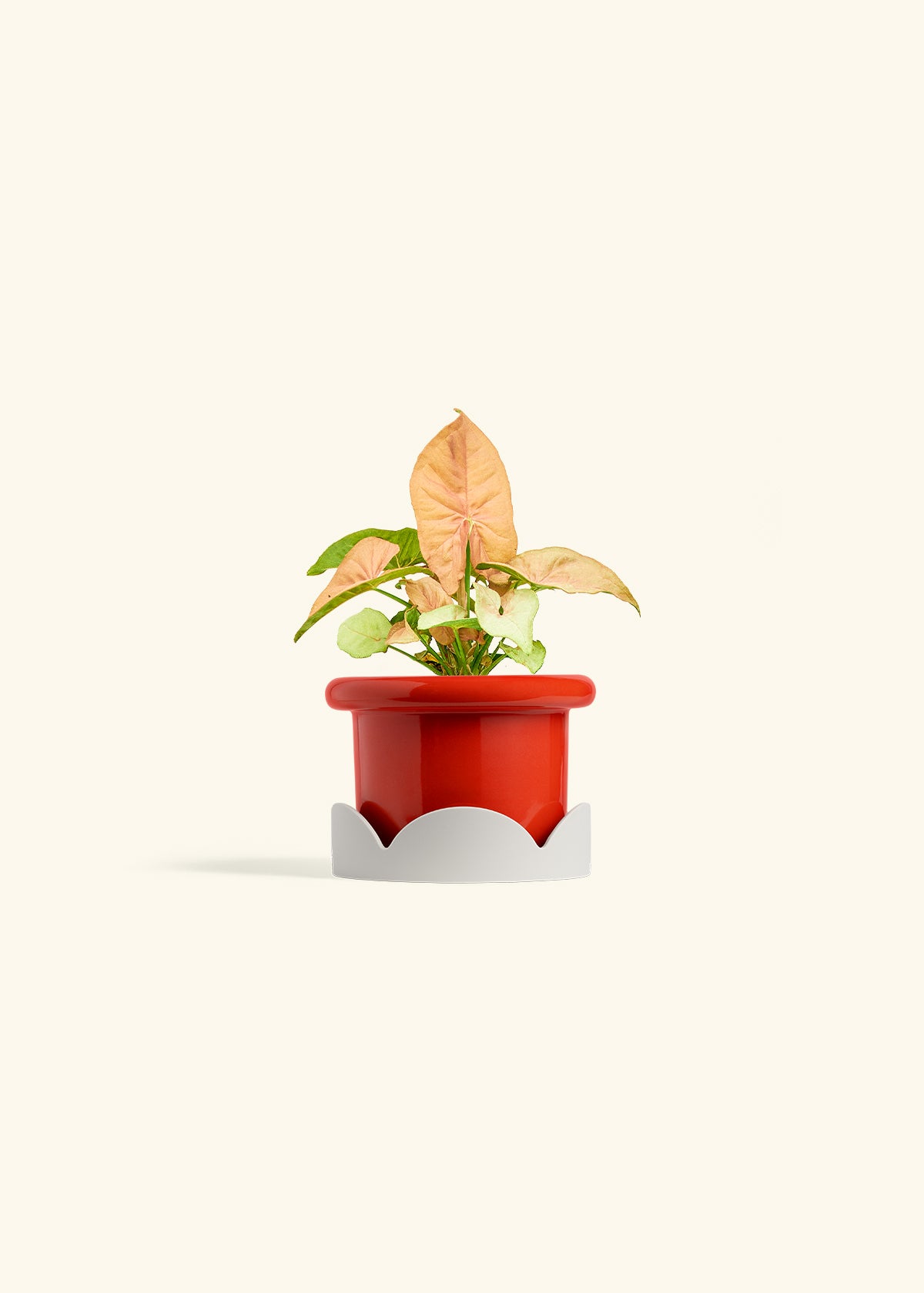 Pink Arrowhead in a 4 inches Fat Lip Red Planter in a Oat Petal Drip Tray
