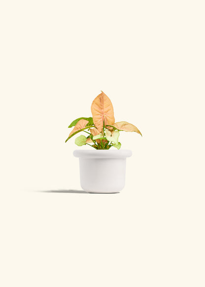 Pink Arrowhead in a 4 inches Fat Lip White Planter 