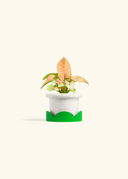 Pink Arrowhead in a 4 inches Fat Lip White Planter in a Shamrock Petal Drip Tray