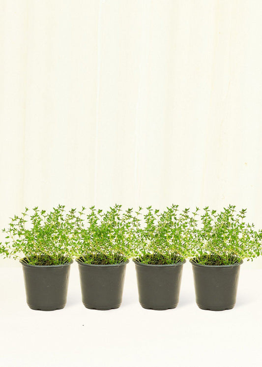 Thyme 4 pack Plant Rooted 