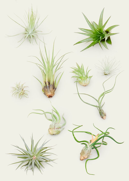 Mystery Air Plant Trio, 10 Assorted Air Plants